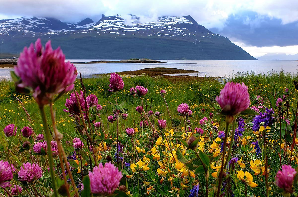 fjell med blomsterng i forgrunn aktiviteter i Hamarøy